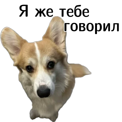😨 Стикер «Corgi Cheetos» для Telegram