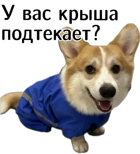 😅 Стикер «Corgi Cheetos» для Telegram