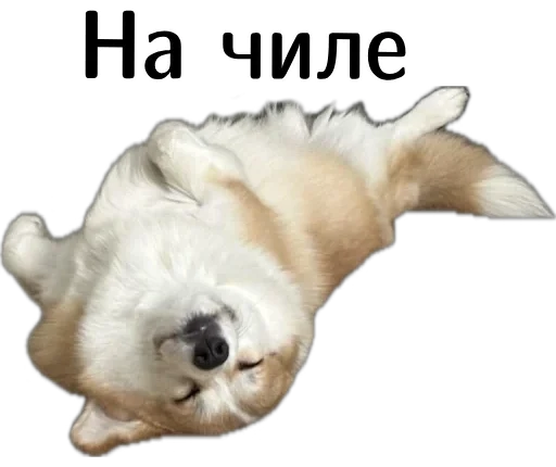 😎 Стикер «Corgi Cheetos» для Telegram