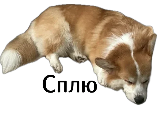 💤 Стикер «Corgi Cheetos» для Telegram