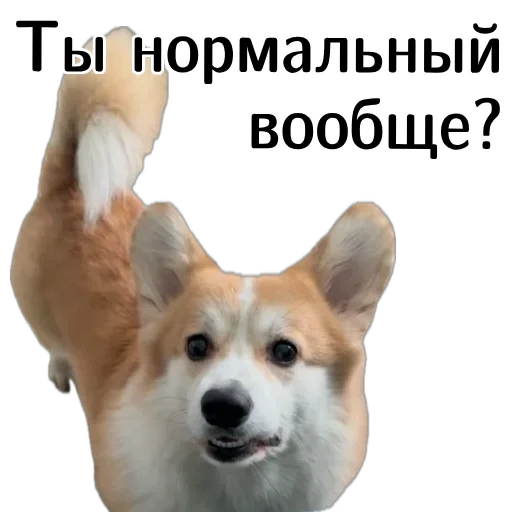 😳 Стикер «Corgi Cheetos» для Telegram