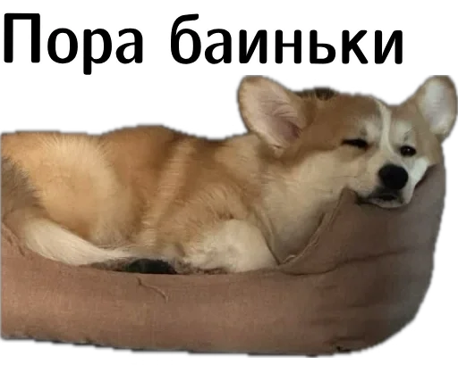 💤 Стикер «Corgi Cheetos» для Telegram