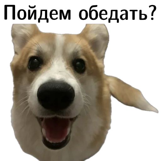 😋 Стикер «Corgi Cheetos» для Telegram