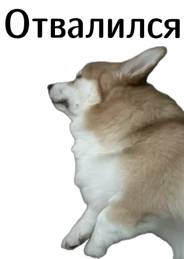 🌚 Стикер «Corgi Cheetos» для Telegram