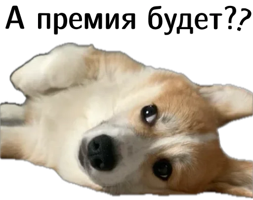 ❓ Стикер «Corgi Cheetos» для Telegram