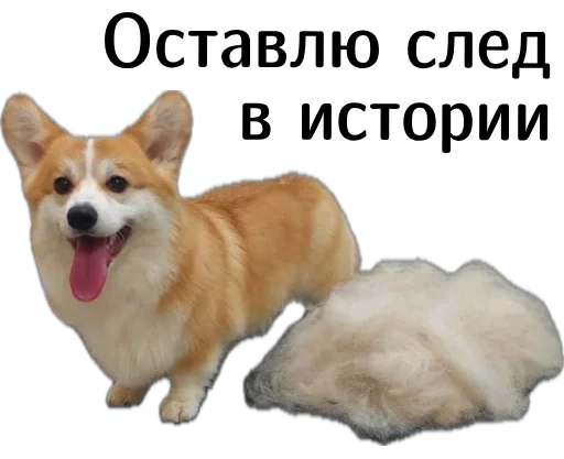 🤓 Стикер «Corgi Cheetos» для Telegram