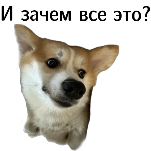 🤨 Стикер «Corgi Cheetos» для Telegram