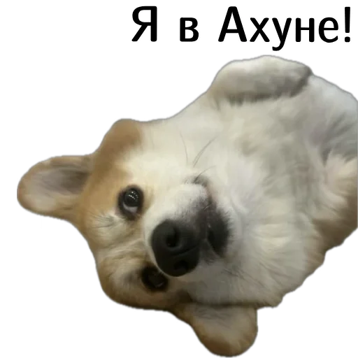 😱 Стикер «Corgi Cheetos» для Telegram