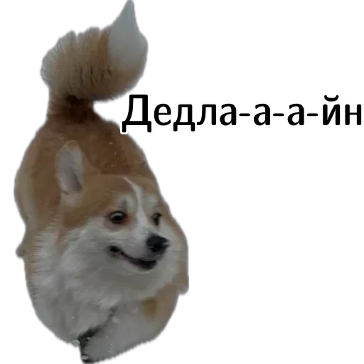 🏃‍♂️‍➡️ Стикер «Corgi Cheetos» для Telegram