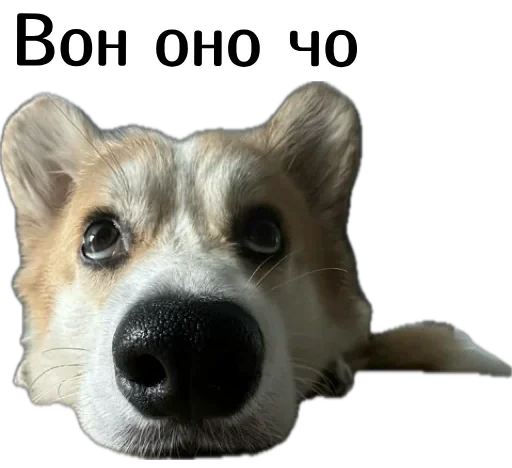 🤔 Стикер «Corgi Cheetos» для Telegram