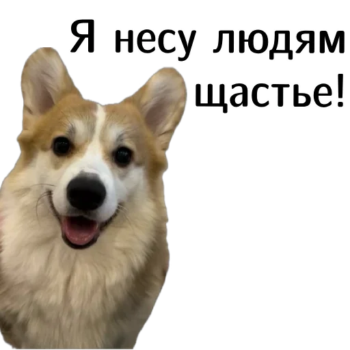 😊 Стикер «Corgi Cheetos» для Telegram