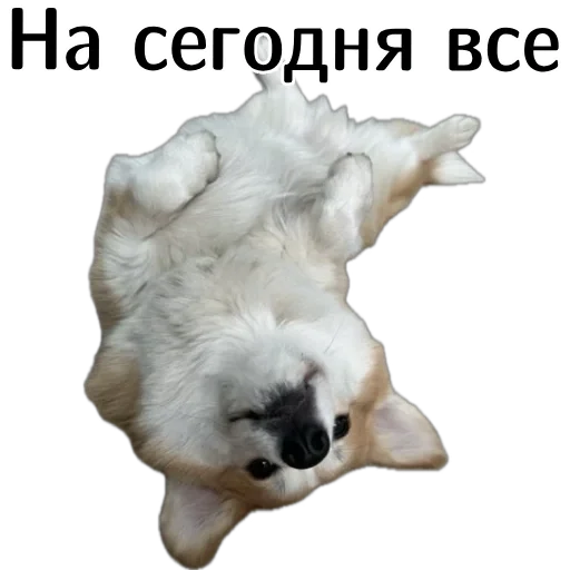 😮‍💨 Стикер «Corgi Cheetos» для Telegram