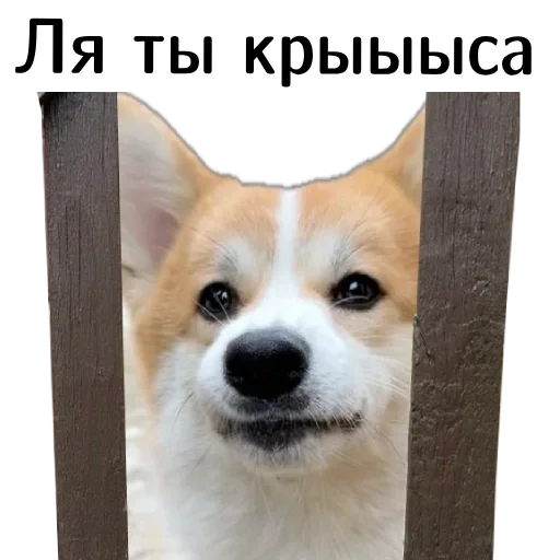 😤 Стикер «Corgi Cheetos» для Telegram