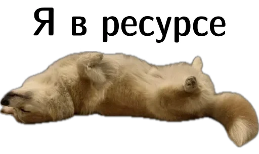 🥲 Стикер «Corgi Cheetos» для Telegram