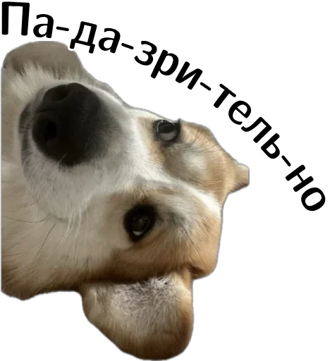🤔 Стикер «Corgi Cheetos» для Telegram