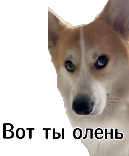 🙄 Стикер «Corgi Cheetos» для Telegram