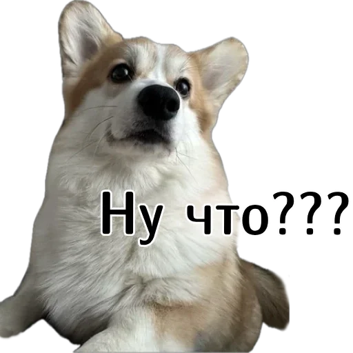 🤨 Стикер «Corgi Cheetos» для Telegram