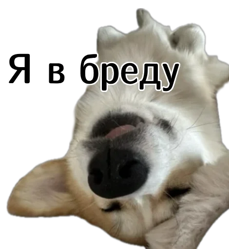 🤪 Стикер «Corgi Cheetos» для Telegram