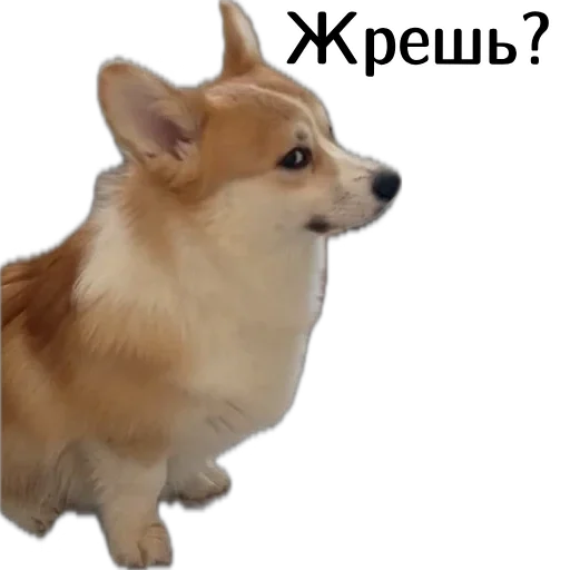 😕 Стикер «Corgi Cheetos» для Telegram