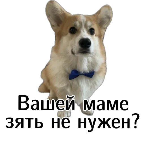 👱‍♂️ Стикер «Corgi Cheetos» для Telegram