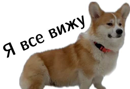 😑 Стикер «Corgi Cheetos» для Telegram