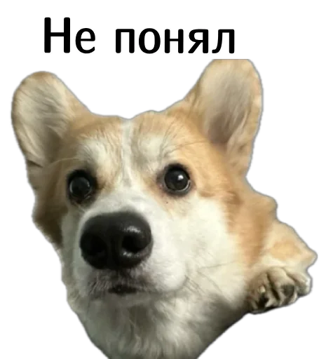 ❓ Стикер «Corgi Cheetos» для Telegram