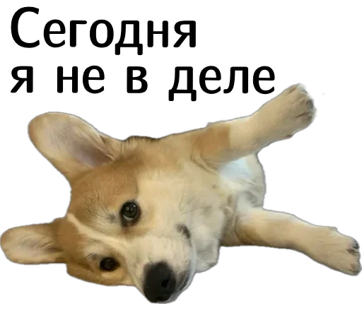 🙅‍♀️ Стикер «Corgi Cheetos» для Telegram