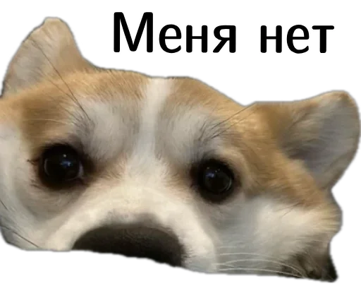 🫣 Стикер «Corgi Cheetos» для Telegram
