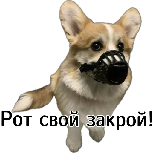 🤐 Стикер «Corgi Cheetos» для Telegram