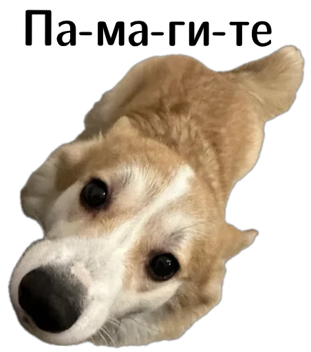 🫨 Стикер «Corgi Cheetos» для Telegram