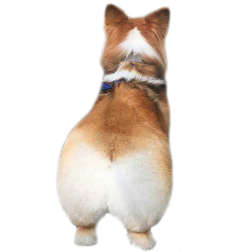 💛 Стикер «Corguage» для Telegram