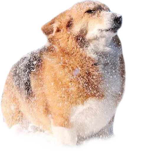 ❄️ Стикер «Corguage» для Telegram