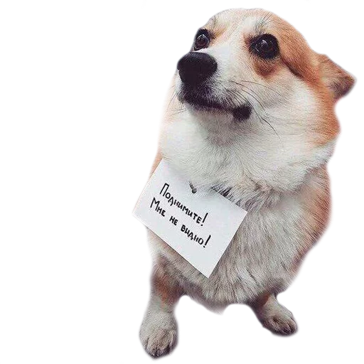 ☝ Стикер «Corguage» для Telegram