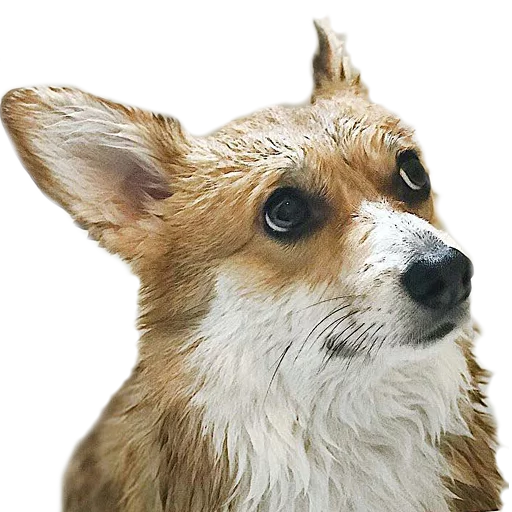 💦 Стикер «Corguage» для Telegram