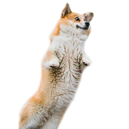 😱 Стикер «Corguage» для Telegram