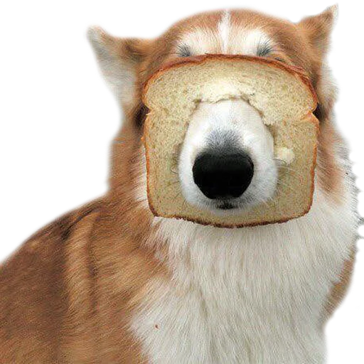 🍞 Стикер «Corguage» для Telegram