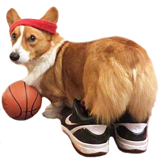 ⛹ Стикер «Corguage» для Telegram