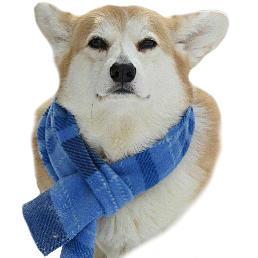💨 Стикер «Corguage» для Telegram