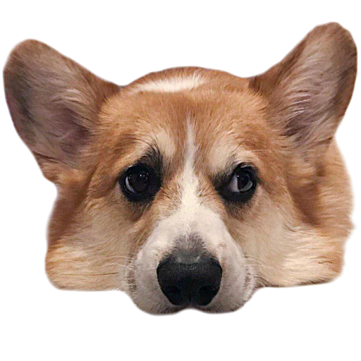 😒 Стикер «Corguage» для Telegram