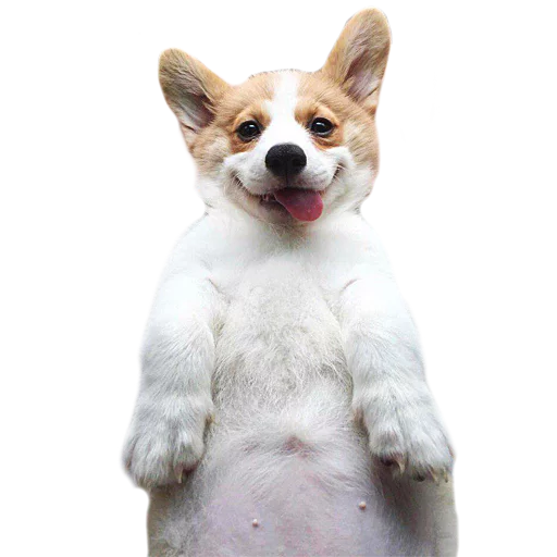 😜 Стикер «Corguage» для Telegram