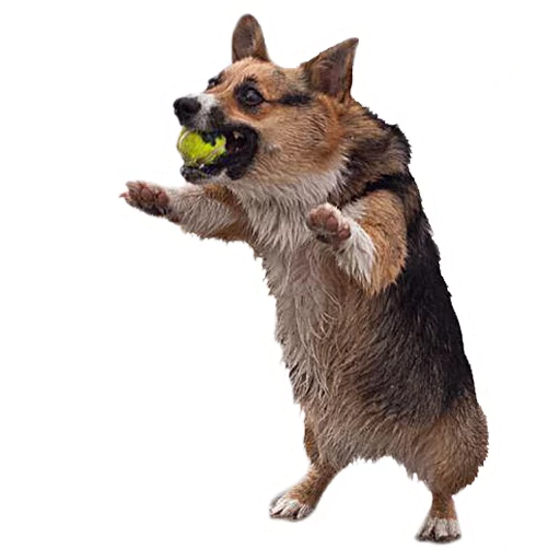 🎾 Стикер «Corguage» для Telegram