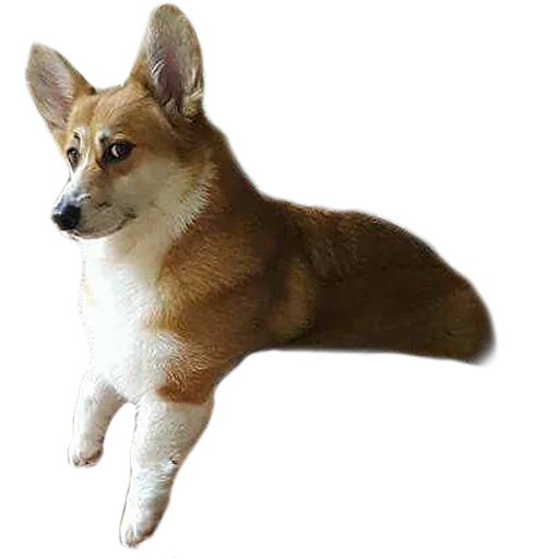 😉 Стикер «Corguage» для Telegram