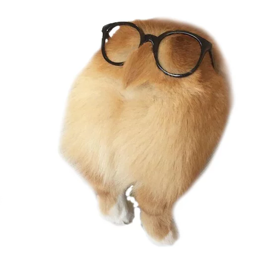 🤓 Стикер «Corguage» для Telegram