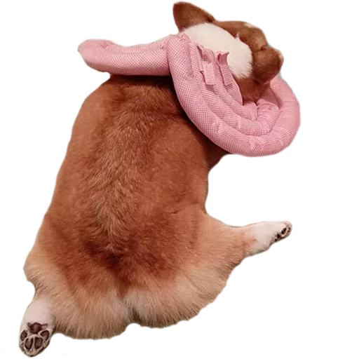 💗 Стикер «Corguage» для Telegram