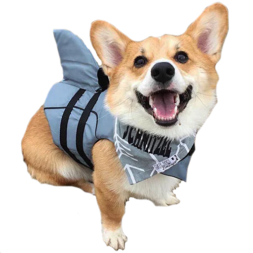 🐋 Стикер «Corguage» для Telegram