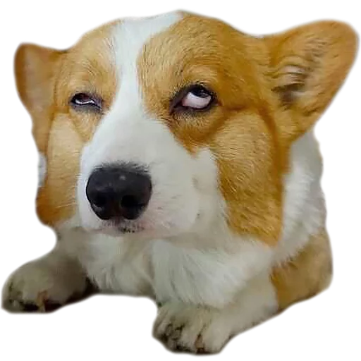 🤦‍♂️ Стикер «Corguage» для Telegram