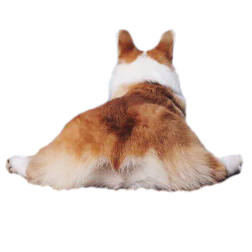 🍑 Стикер «Corguage» для Telegram