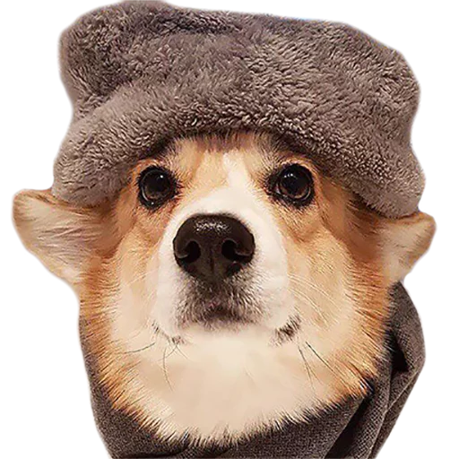 ❄️ Стикер «Corguage» для Telegram
