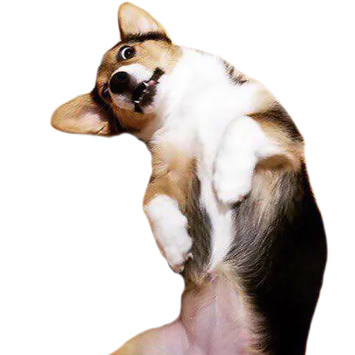 😜 Стикер «Corguage» для Telegram