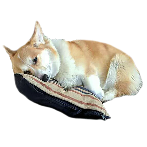 😒 Стикер «Corguage» для Telegram